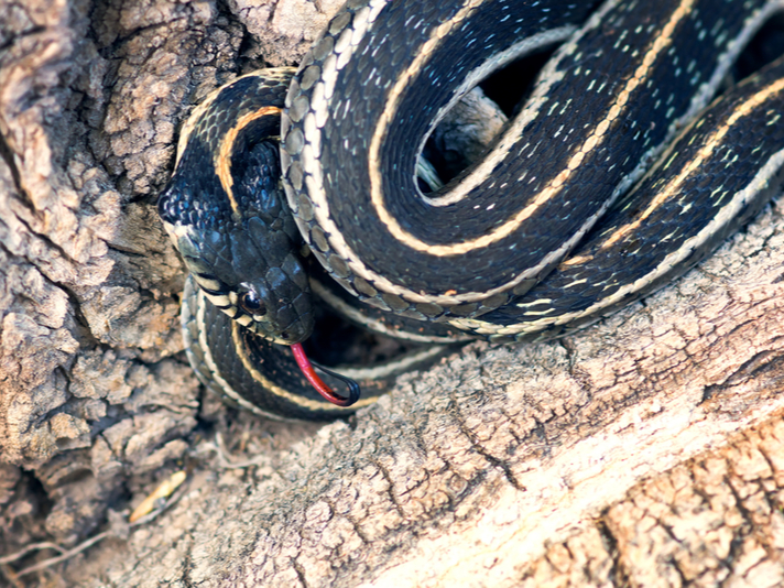 Northern Mexican Gartersnake