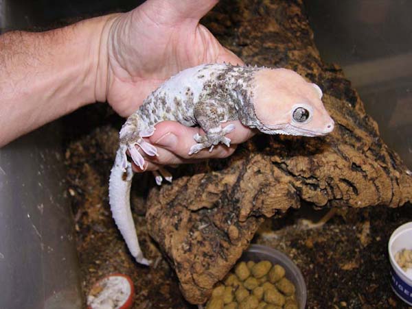 tokay gecko pet