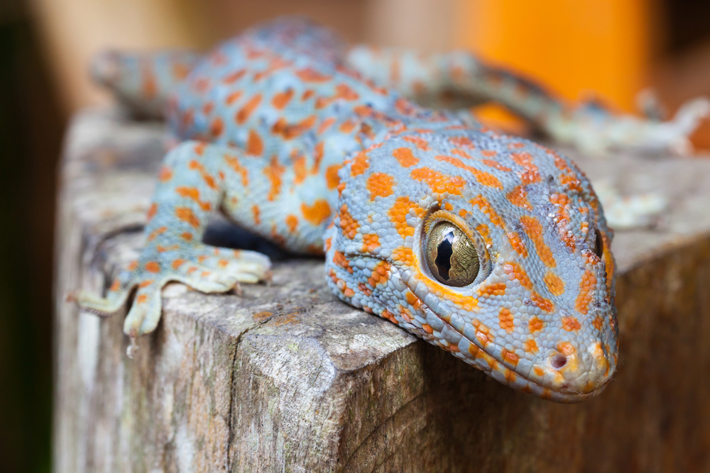 Which Gecko Species Is Right For You 