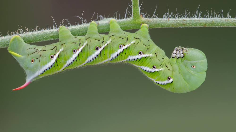 silkworms