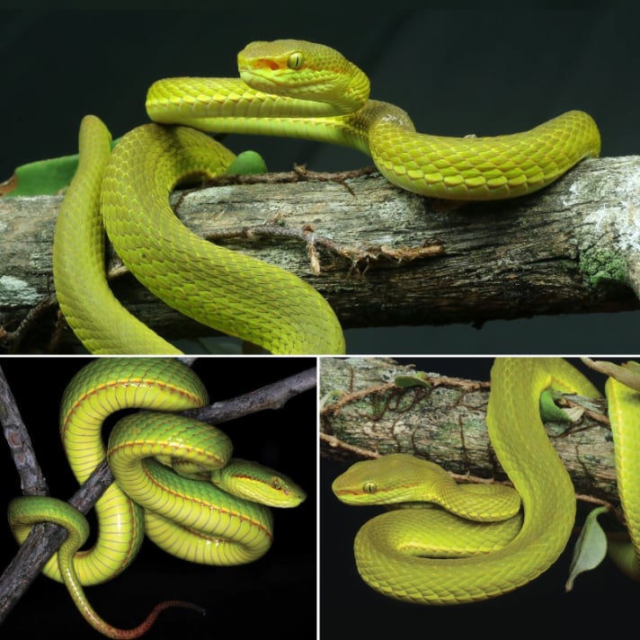 New Green Pit Viper Species Discovered In India S Western Arunachal Pradesh Reptiles Magazine