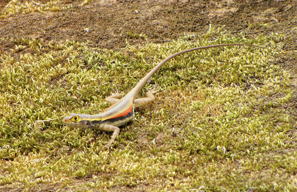 Tropidurus melanopleurus