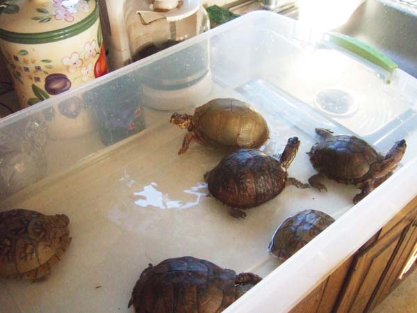 Three Toed Box Turtle Care And Information Reptiles Magazine,Washing Soda Formula