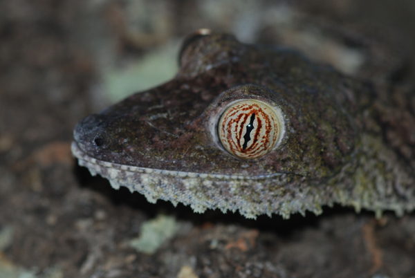 giant leaf tailed gecko