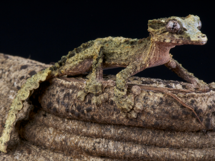 Uroplatus pietschmanni