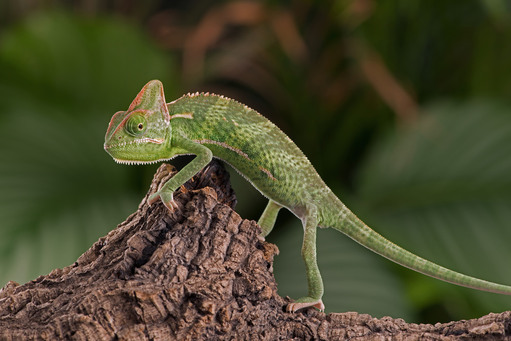 veiled chameleon