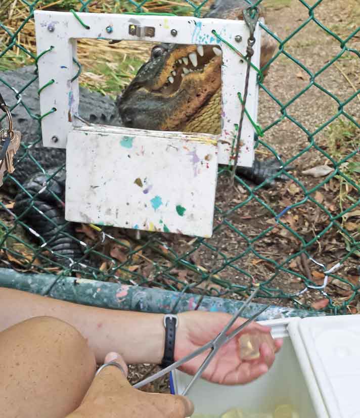 This alligator has been trained to hold still for veterinary examinations by rewarding it with gelatin capsules (as seen in the person’s hand at the bottom).