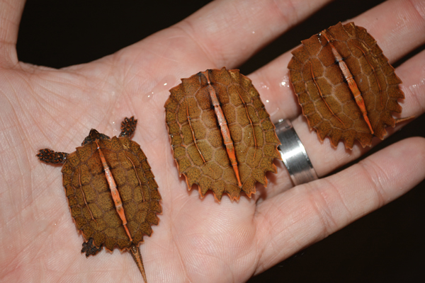 Vietnamese black-breasted leaf turtle