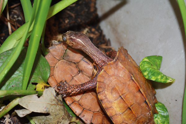 Vietnamese black-breasted leaf turtle