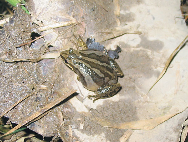 western chorus frog