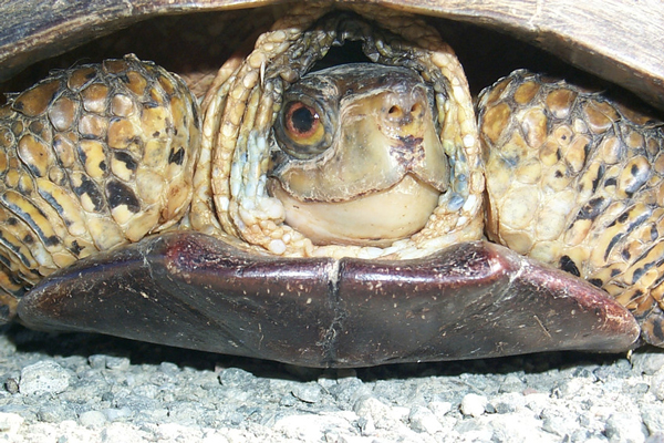 western pond turtle