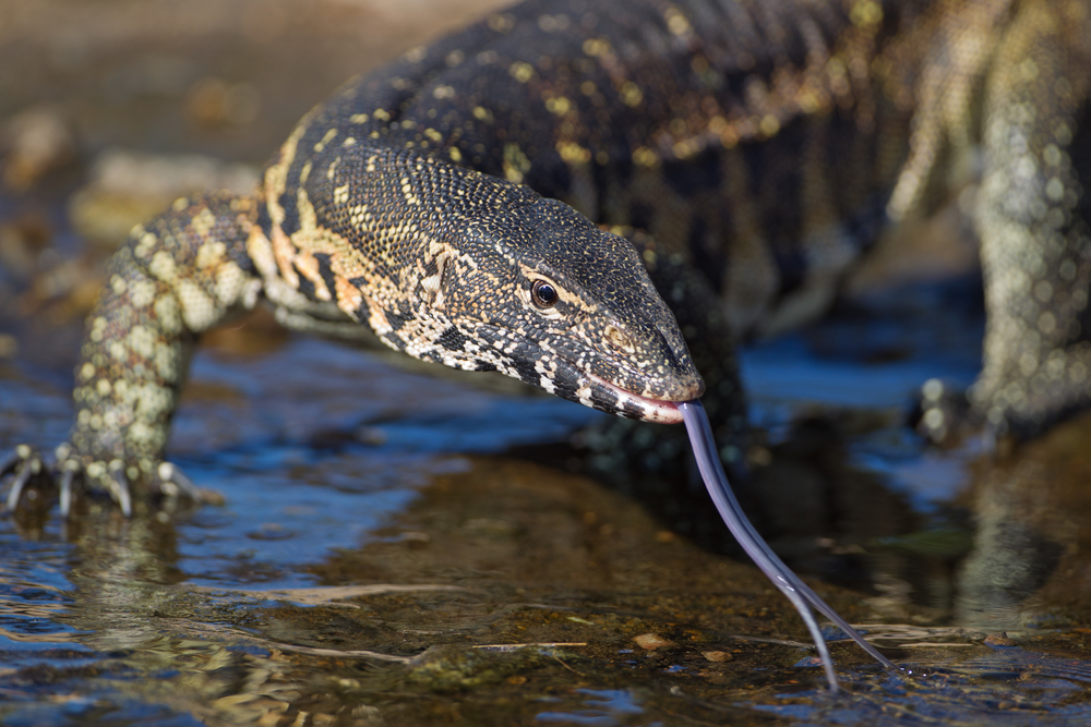 nile monitor pet