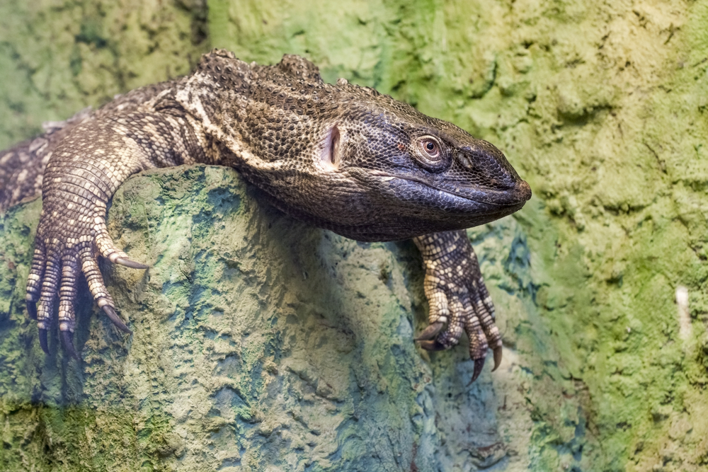 types of pet monitor lizards