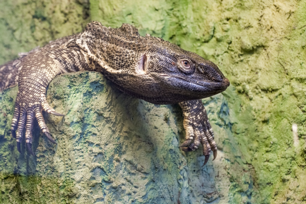 white throated monitor