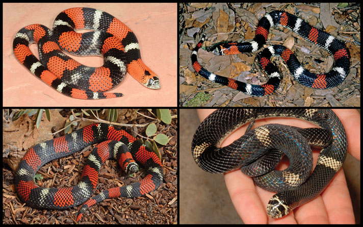 Tricolor hognose snake