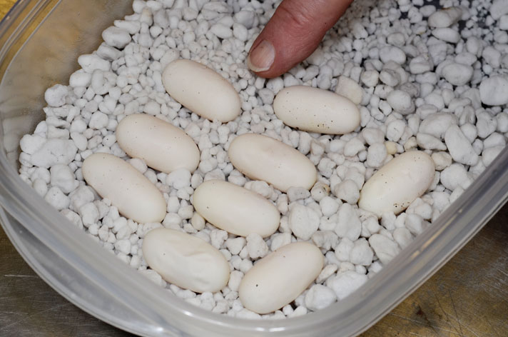 Tricolor hognose snake eggs