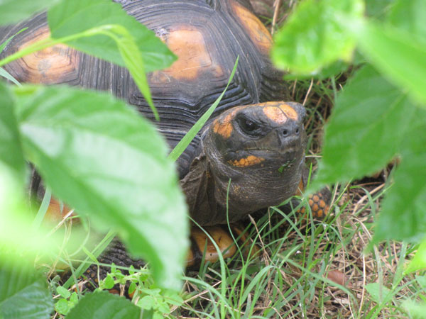 yellow footed tortoise