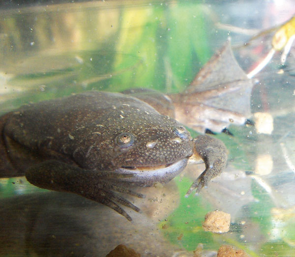 African Clawed Frog Husbandry