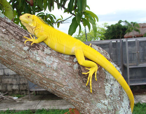 albino iguana