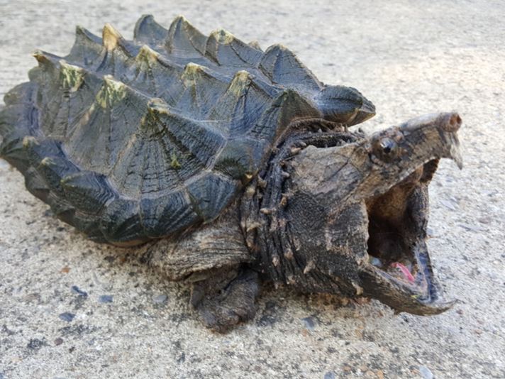 alligator snapping turtle