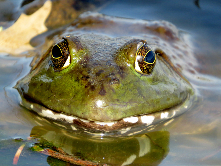 American bullfrog