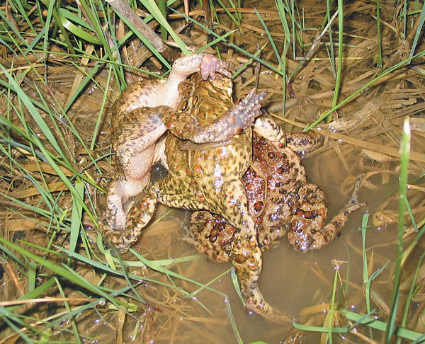 American toads
