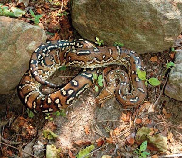 Angolan python