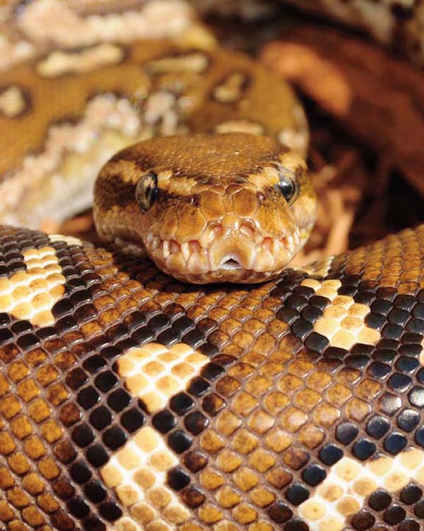 angolan python