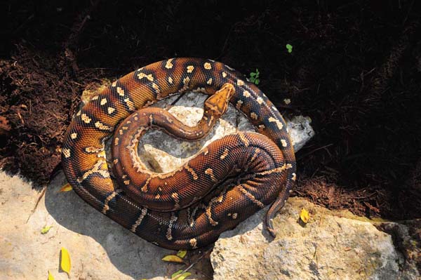 Angolan python