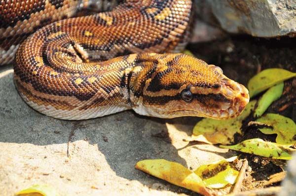 Angolan python