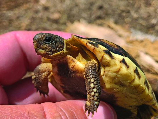 Angulate tortoise