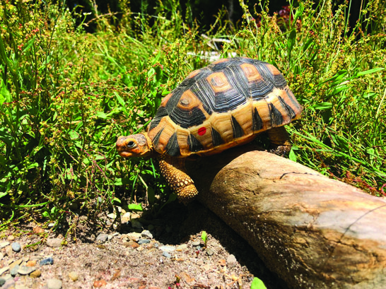 Angulate tortoise