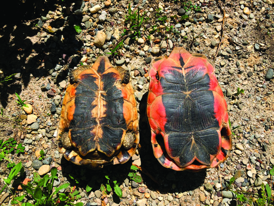 Angulate tortoise