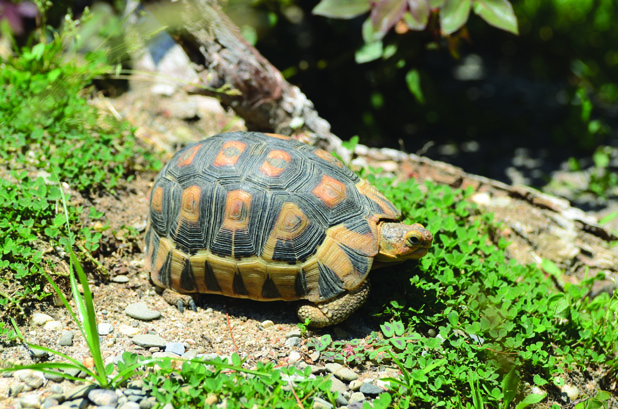 Angulate tortoise