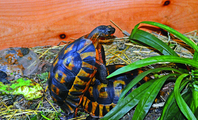 Angulate tortoise