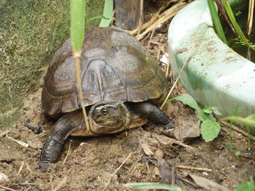 female asian box turtle