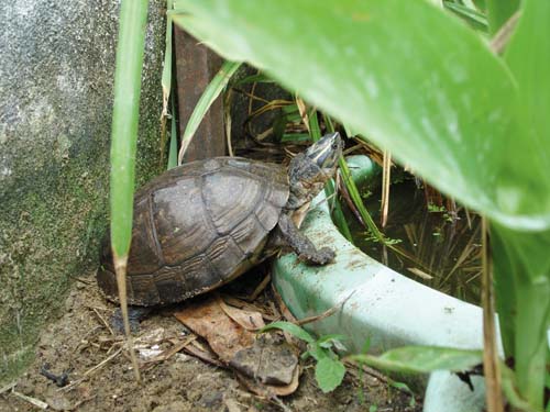 Asian box turtle