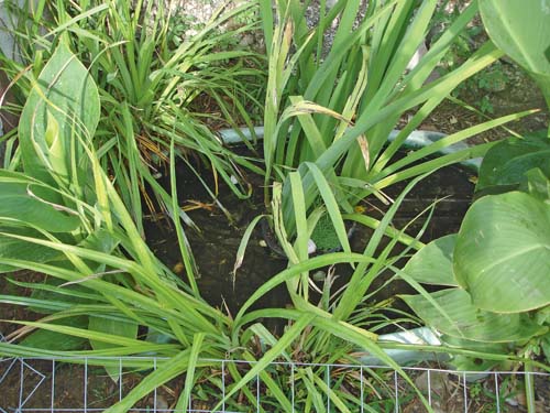 Outdoor Asian box turtle enclosure