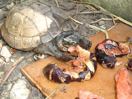 Asian box turtles eating
