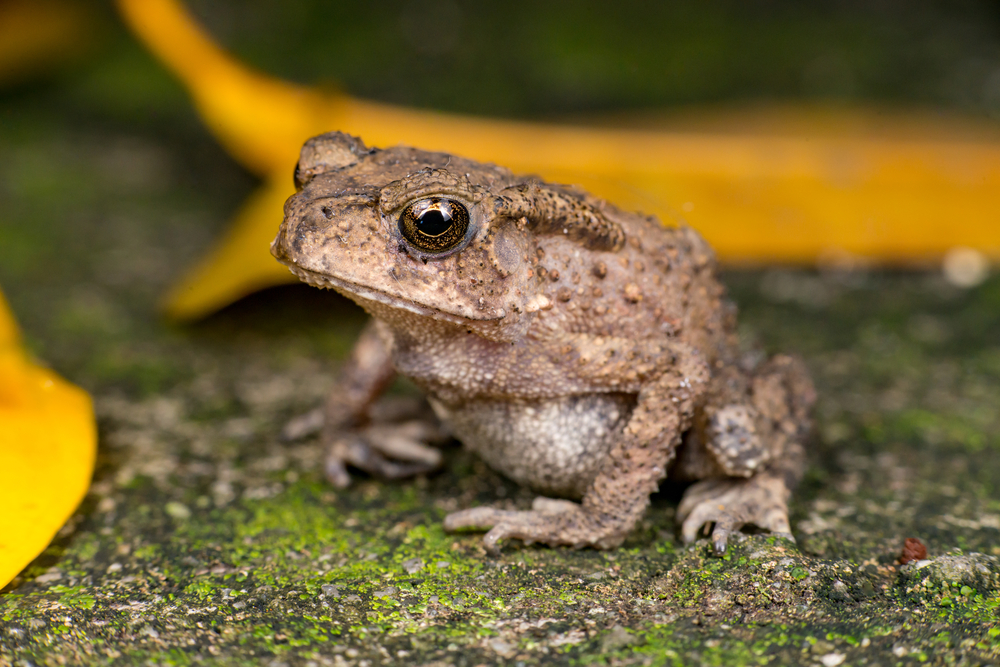 Asian common toad