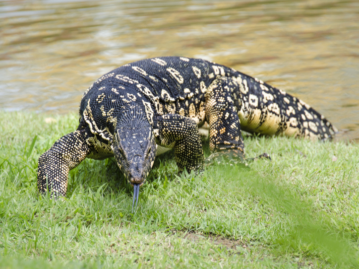 Asian water monitor