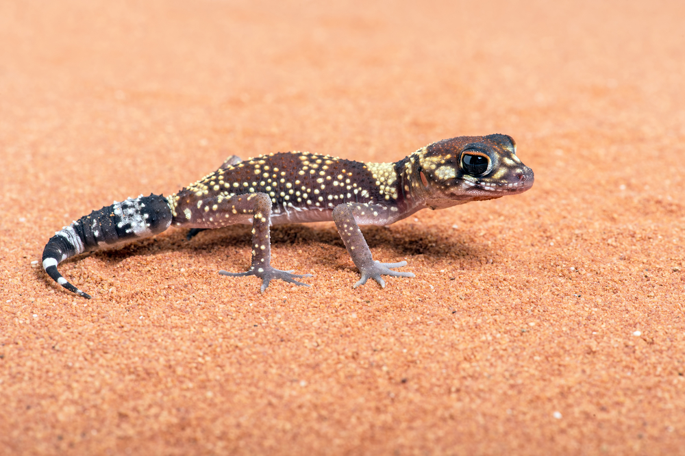 australian barking gecko