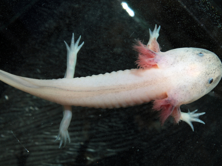 axolotl