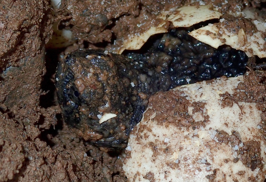 baby snapping turtles hatching