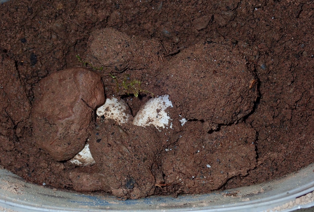 snapping turtle eggs