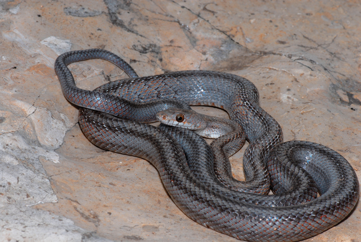 Baird's rat snake