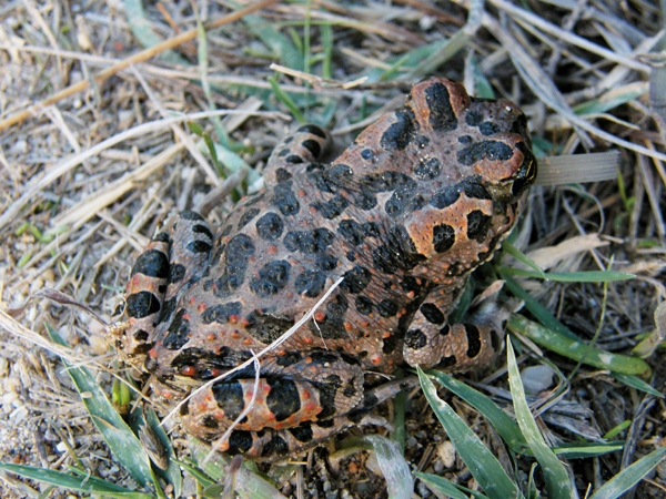 Balearic green toad