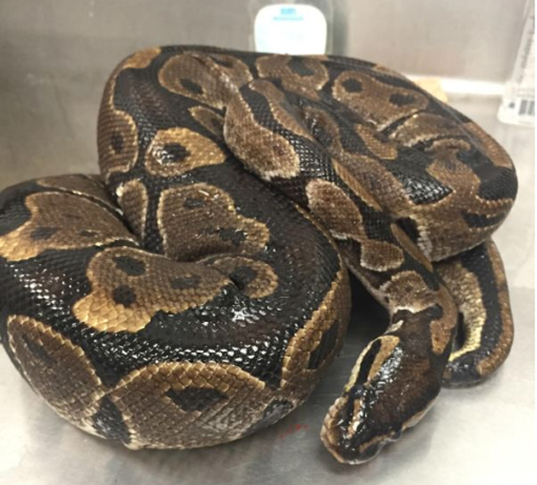 ball python