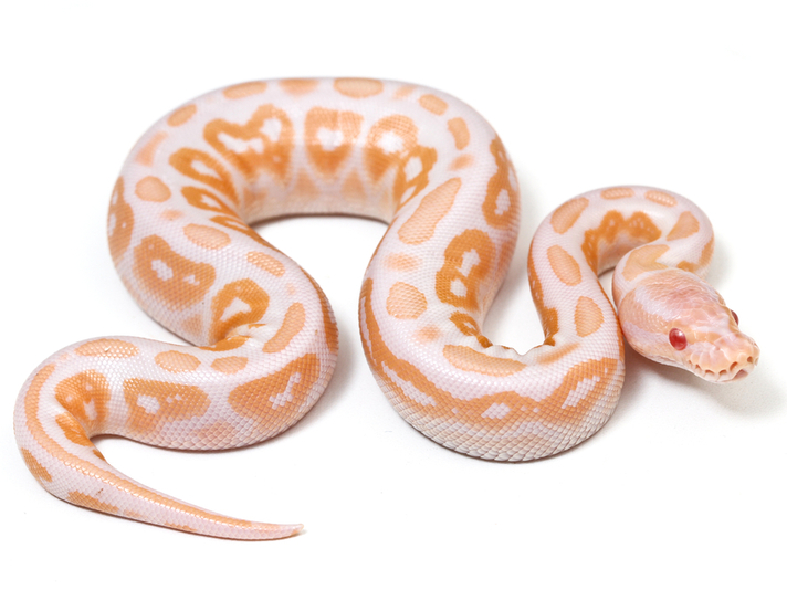 ball python