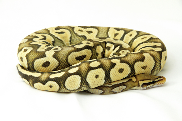 ball python